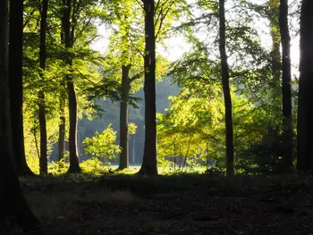 Vagevuurbos an Lippensgoed-Bulskampveld (Belgium)